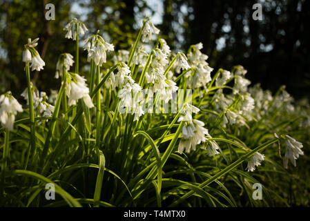 European native wildflower Three Cornered Garlic (Allium triquetrum) in a woodland setting. Stock Photo