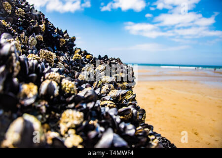 Snails in the shells on the sand beach Stock Photo