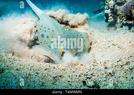 Blue spotted ribbontail ray (Taeniura lymna) digging in the sand for food.  Egypt, Red Sea. Stock Photo