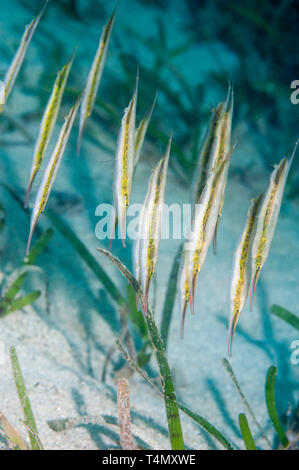Shrimpfish [Aeoliscus strigatus].  North Sulawesi, Indonesia.  Indo-West Pacific. Stock Photo