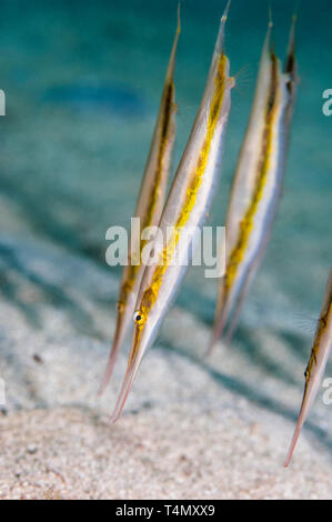 Shrimpfish [Aeoliscus strigatus].  North Sulawesi, Indonesia.  Indo-West Pacific. Stock Photo