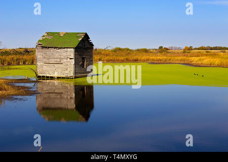 A small square delapidated shed sitting in a marsh pond surrounded by autumn foliage and green algae Stock Photo