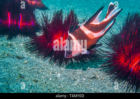 Emperor Snapper [Lutjanus sebae] juvenile sheltering amongst Long-spined Sea Urchins [Astropyga radiata].  North Sulawesi, Indonesia.  Indo-West Pacif Stock Photo