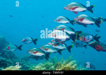 Buckel Humpback Snapper or Paddletail Snapper [Lutjanus gibbus. Bali,  Indonesia. Indo-West Pacific Stock Photo - Alamy