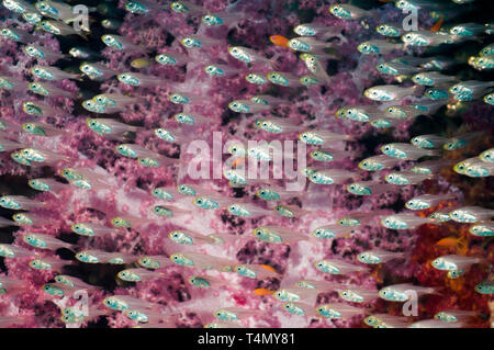 Pygmy sweepers (Parapriacanthus guentheri) with soft corals (Dendronephthya sp).  Egypt, Red Sea. Stock Photo
