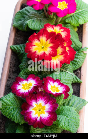 Colorful  Primulas in rectangular pot isolated on white Stock Photo