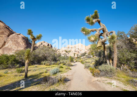 Scenic trail path in the Joshua Tree National Park, California, USA. Stock Photo