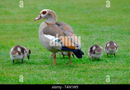 female egyptian goose with young goslings, blickling, norfolk, england Stock Photo