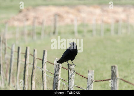 Carrion Crow (Corvus corone) sitting on a post at Seaford Head, East Sussex Stock Photo