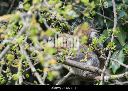 Grey Squirrel )Sciurus carolinensis) hiding been leaves Stock Photo