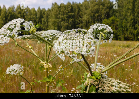 Cow parsnip blooms in a meadow, Heracleum Sosnowskyi Stock Photo