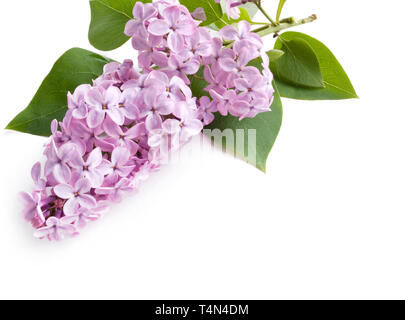 Lilac flower isolated on white background with sample text Stock Photo