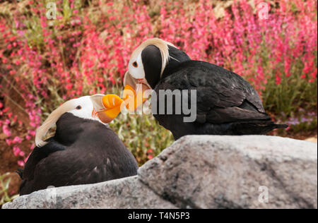 North America; United States; Alaska; Pribilof Islands; St. Paul Island; Wildlife; Birds; Seabirds;Tufted Puffin; Fratercula cirrhata; Pair. Stock Photo