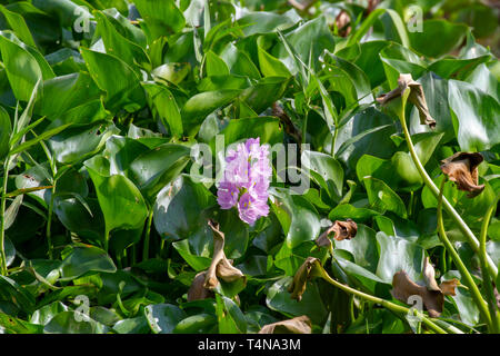 Non-native and invasive common water hyacinth in Mekong River Delta in rural Vietnam. Stock Photo