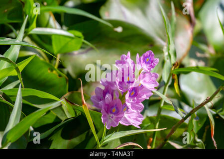 Non-native and invasive common water hyacinth in Mekong River Delta in rural Vietnam. Stock Photo