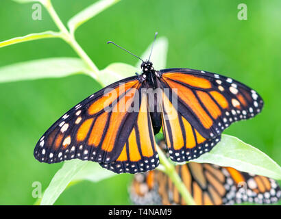 Monarch butterfly Danaus plexippus  female laying eggs on a milkweed plant Stock Photo