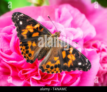 Painted lady butterfly (Vanessa Cardui) resting on a pink hollyhock flower, with wings spread open - top view Stock Photo