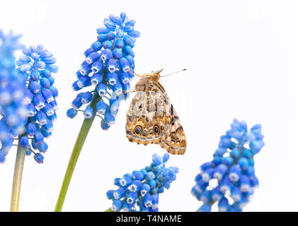 Painted lady butterfly resting on a grape hyacinth - side view on a white background Stock Photo