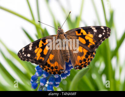 Painted lady butterfly resting on a grape hyacinth, with wings spread open - top view Stock Photo