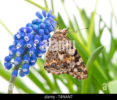 Painted lady butterfly resting on a grape hyacinth - side view Stock Photo
