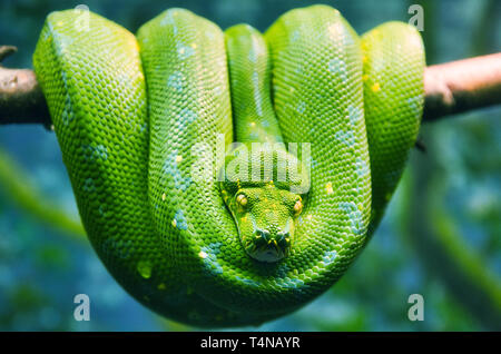 Bright Green Tree Python Hanging On A Branch Stock Photo
