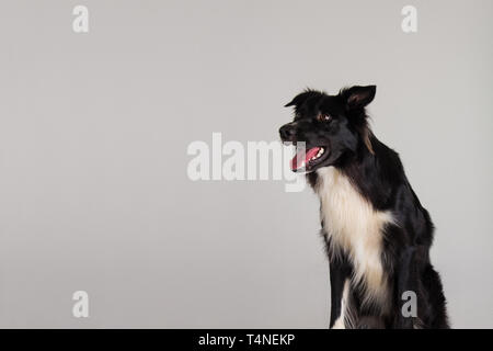 Closeup portrait of adorable astonished purebred Border Collie dog looking aside keeps mouth open being amazed isolated over grey wall background with Stock Photo