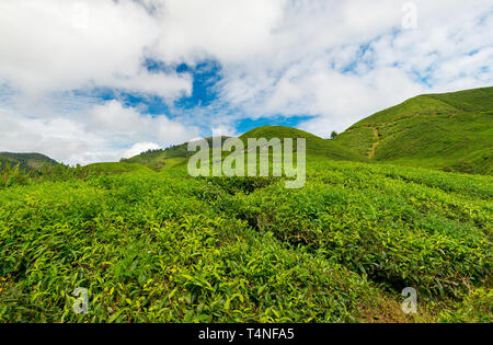 Tea plantation Stock Photo