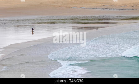 A panoramic image of dog walkers on Crantock Beach in Newquay in Cornwall. Stock Photo