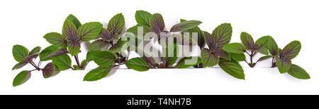 Purple Basil Panorama on white Background Stock Photo