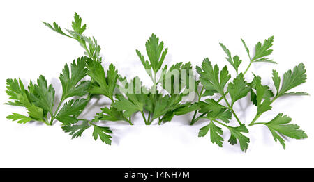 Fresh Parsley Panorama on white Background Stock Photo