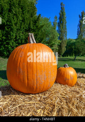 Two pumpkins on straw Stock Photo