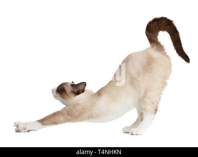 Cat stretching, isolated on white background Stock Photo