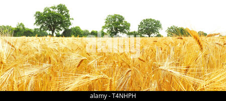 Rye Field Panorama - Isolated Sky Stock Photo