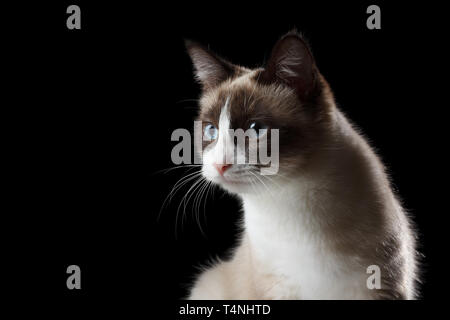 Snowshoe cat portrait, isolated on black Stock Photo