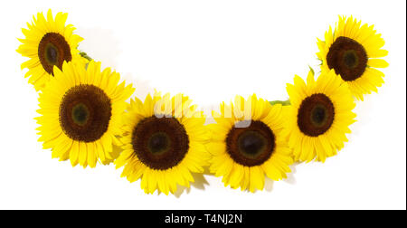 Sunflower Blossom Panorama on white Background Stock Photo