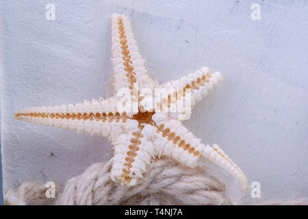 small white starfish