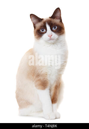 Snowshoe cat Stock Photo