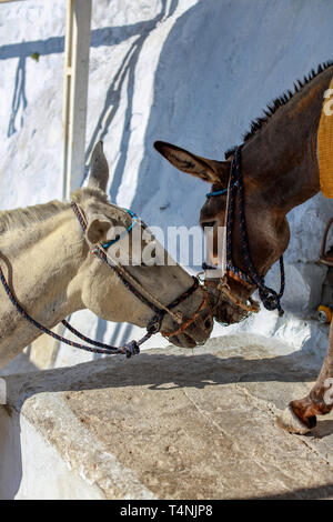 Two donkeys touch noses in Oia, Santorini Stock Photo