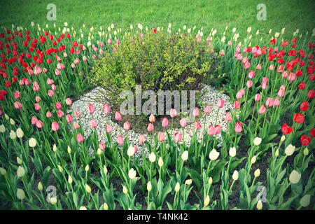 Natural background with tulips flowerbed and bush Stock Photo