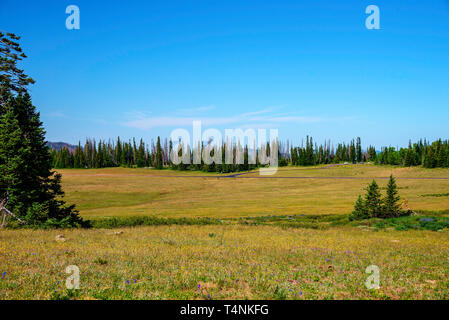 Wide open green grassy valley with green pine trees and forest beyond under a bright blue sky. Stock Photo
