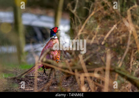 Male pheasant worryingly close to the road with a car in the background, UK (I made sure he didn't do anything stupid!) Stock Photo