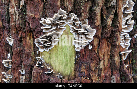 Fungus on the outside of a tree in the winter in the netherlands Stock Photo