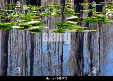 A beautifully artistic interpretation of reflected Cypress trees and Lily pads of the Okefenokee Swamp in Southern Georgia, USA.  Photographed from a  Stock Photo