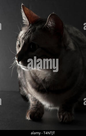 Dramatically lit profile portrait of a purebred silver bengal cat Stock Photo
