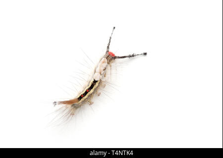 Detailed studio photograph of White-marked Tussock Moth caterpillar Stock Photo