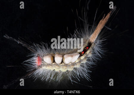 Detailed studio photograph of White-marked Tussock Moth caterpillar Stock Photo