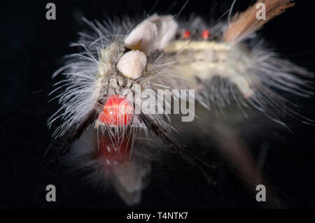 Detailed studio photograph of White-marked Tussock Moth caterpillar Stock Photo