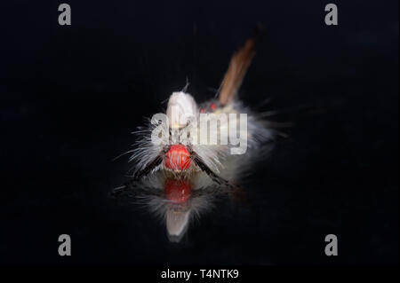 Detailed studio photograph of White-marked Tussock Moth caterpillar Stock Photo