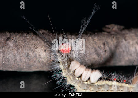 Detailed studio photograph of White-marked Tussock Moth caterpillar Stock Photo