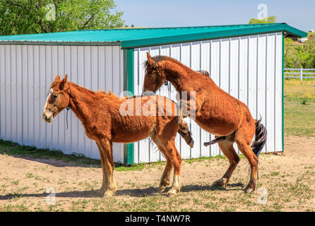 Frequently Asked Questions of how do horses mate